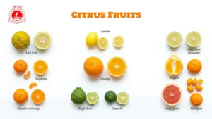 Citrus Fruits 