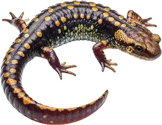 Salamander