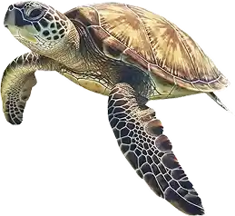 Sea Turtle